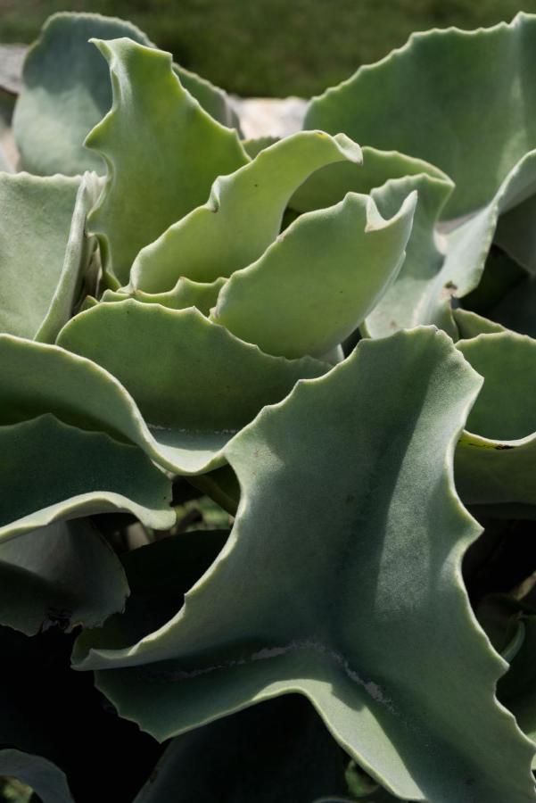 Casa Ulivo Agave Favignana At My Place Exterior photo